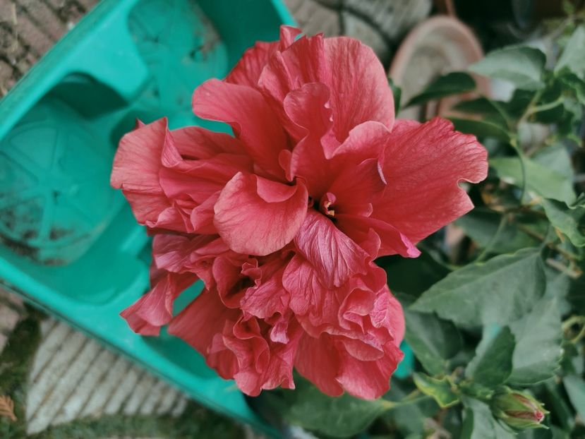  - Hibiscus 4