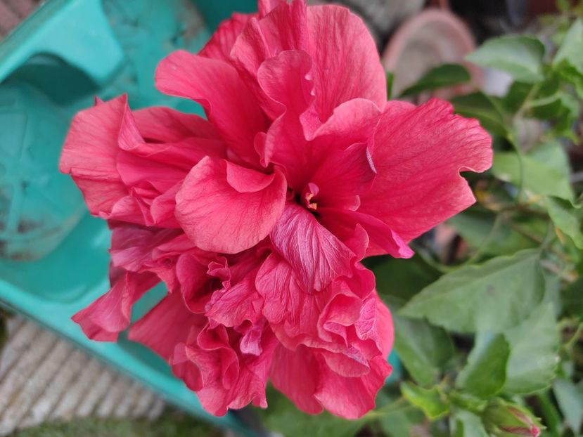  - Hibiscus 4