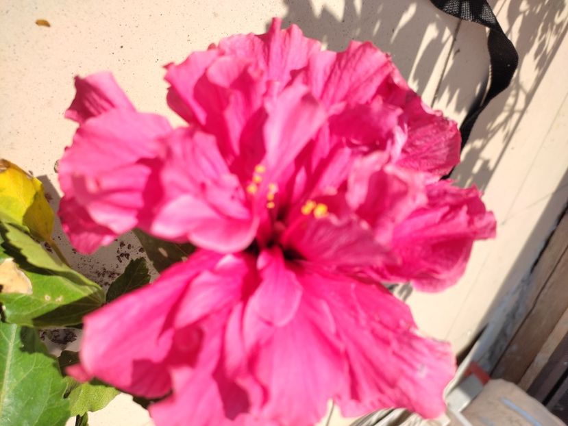  - Hibiscus 4