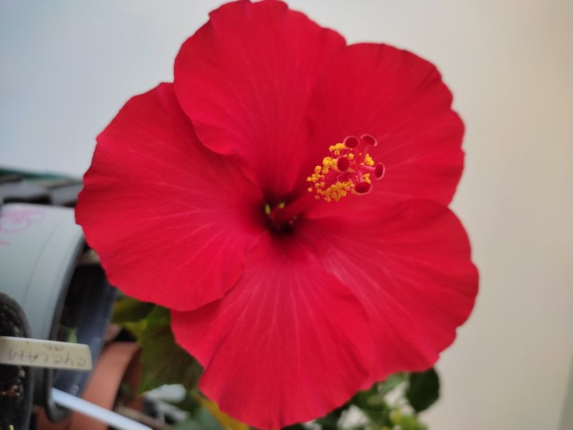 - Hibiscus 4