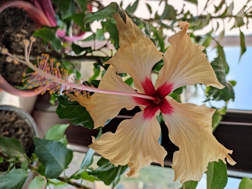  - Hibiscus 4
