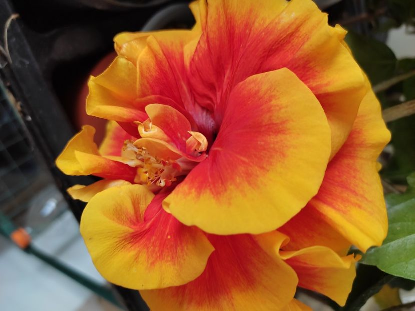  - Hibiscus 4