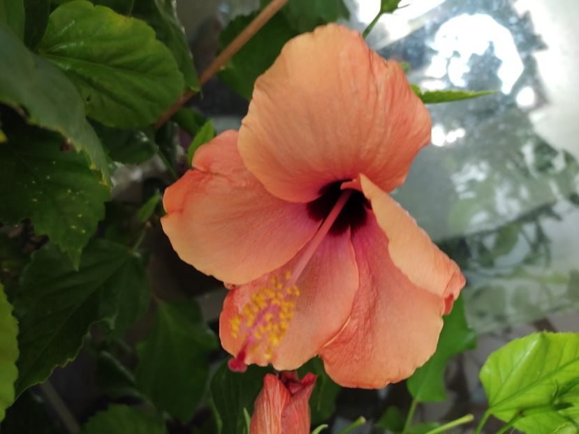  - Hibiscus 4