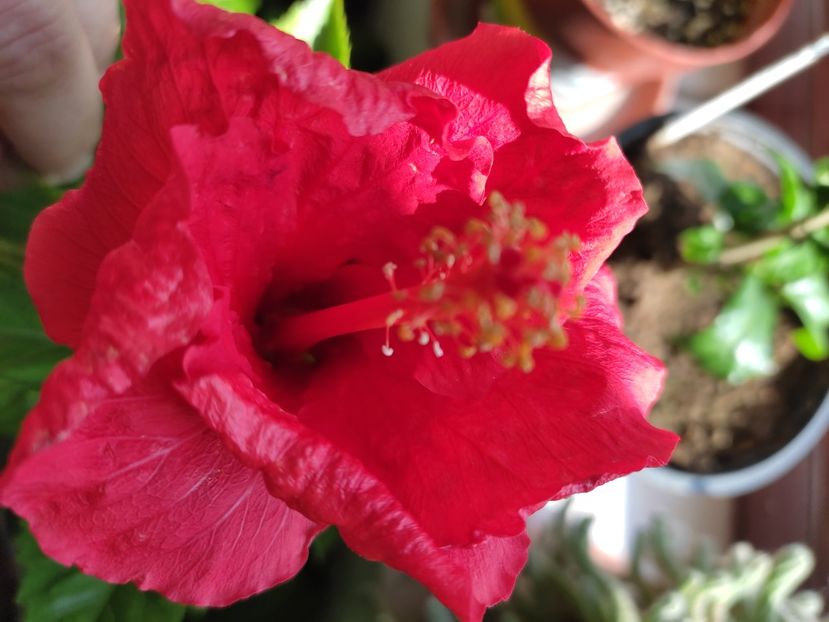  - Hibiscus 4