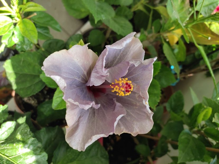  - Hibiscus 4