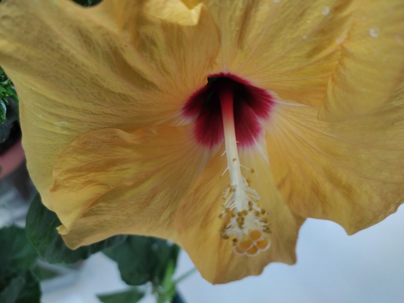  - Hibiscus 4