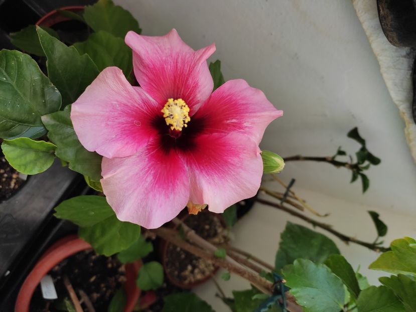  - Hibiscus 4