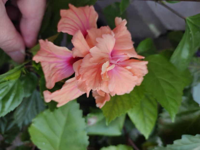  - Hibiscus 4