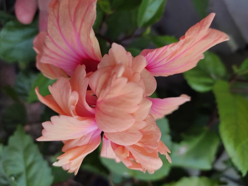  - Hibiscus 4