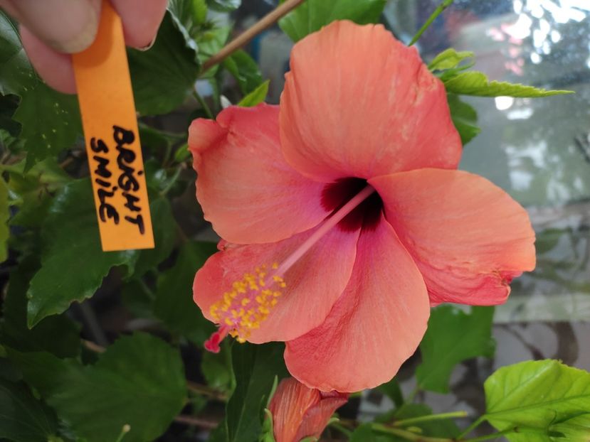  - Hibiscus 4