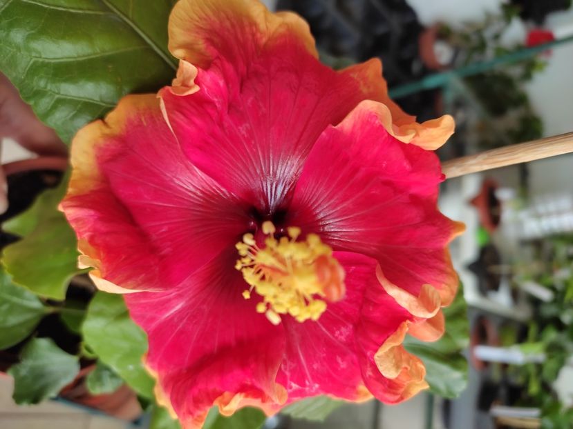  - Hibiscus 4