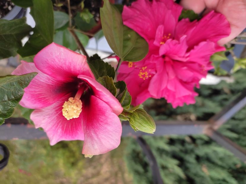  - Hibiscus 4