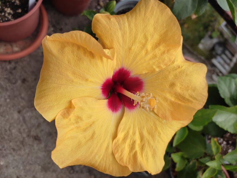  - Hibiscus 4