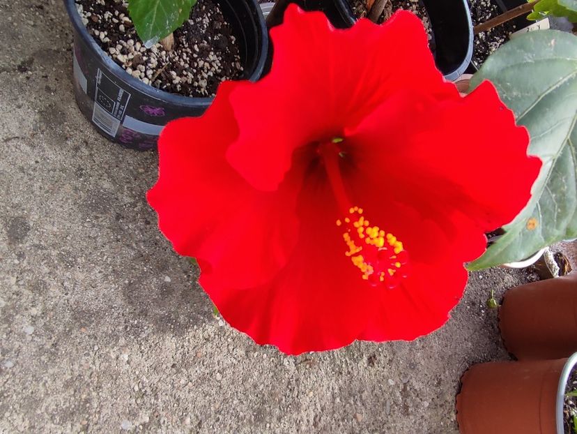  - Hibiscus 4