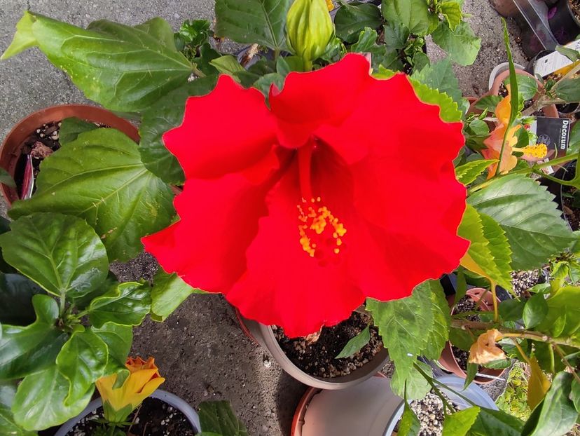  - Hibiscus 4