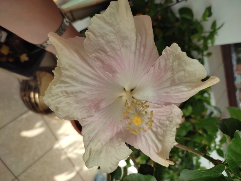  - Hibiscus 4