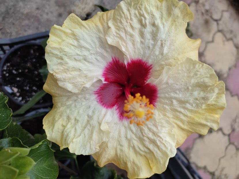  - Hibiscus 4