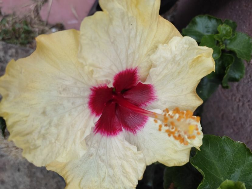  - Hibiscus 4