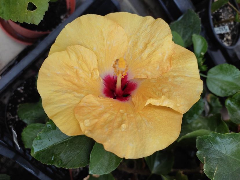  - Hibiscus 4