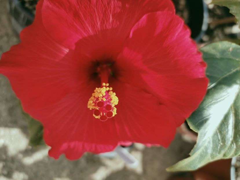  - Hibiscus 4
