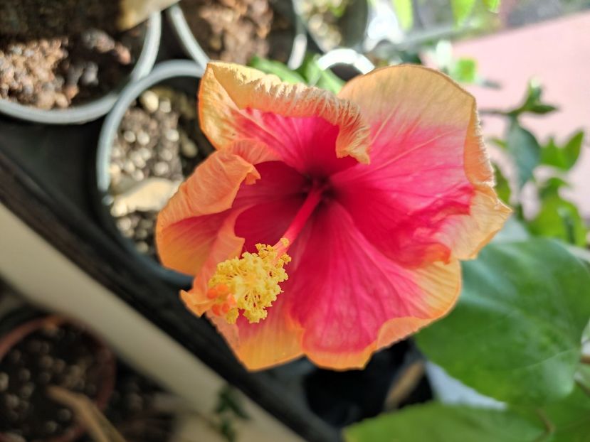  - Hibiscus 4