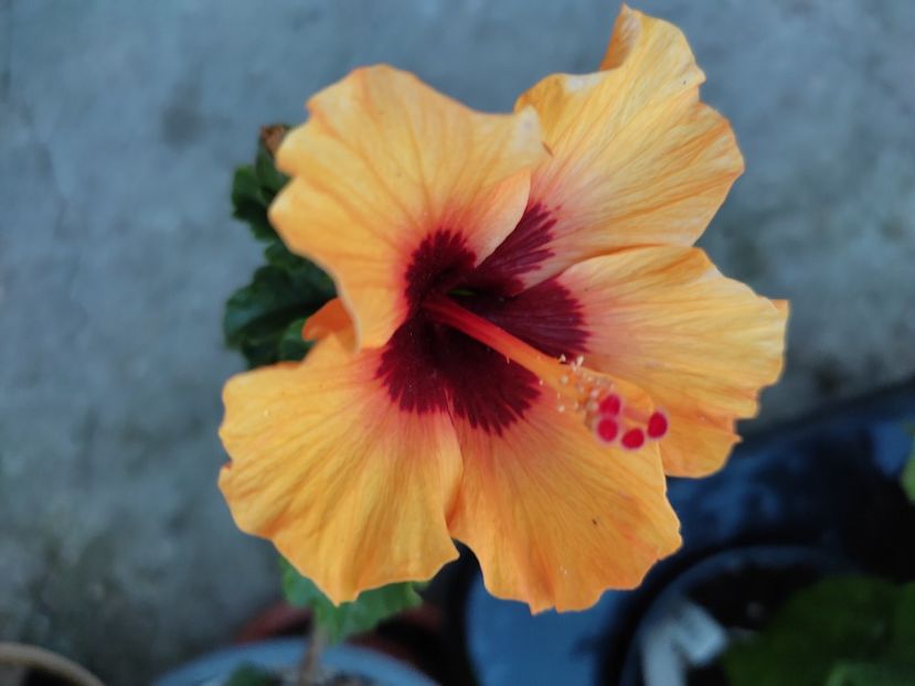  - Hibiscus 4