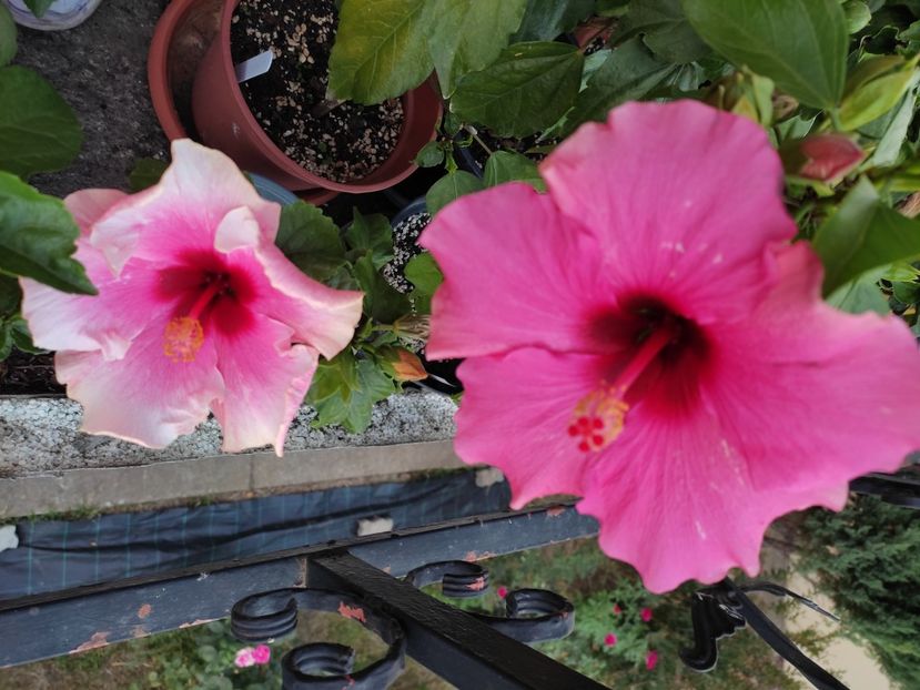 - Hibiscus 4
