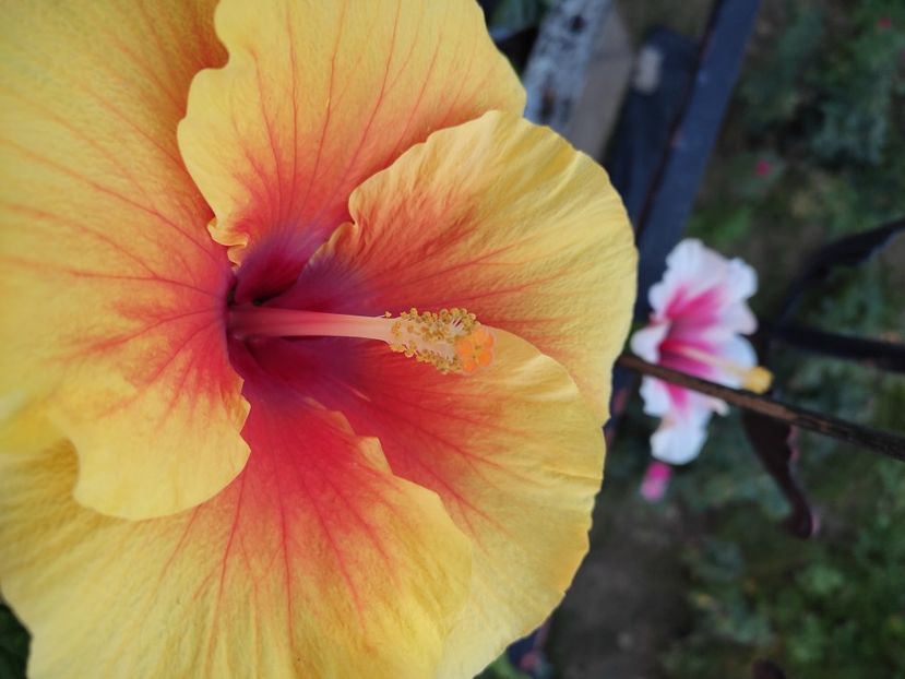  - Hibiscus 4