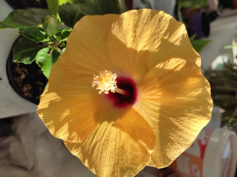  - Hibiscus 4