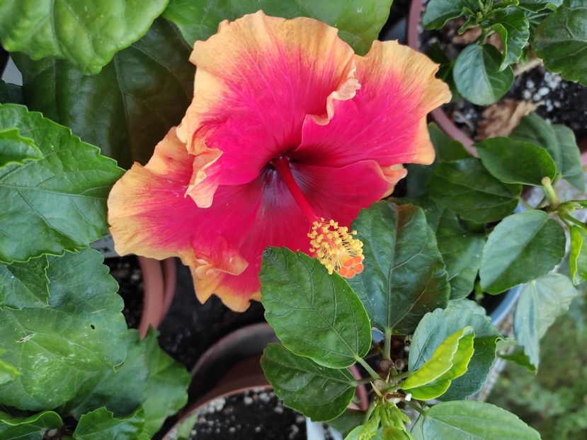  - Hibiscus 4