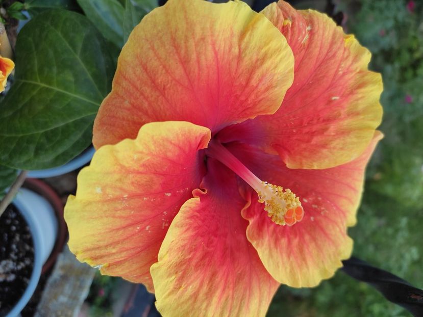  - Hibiscus 4