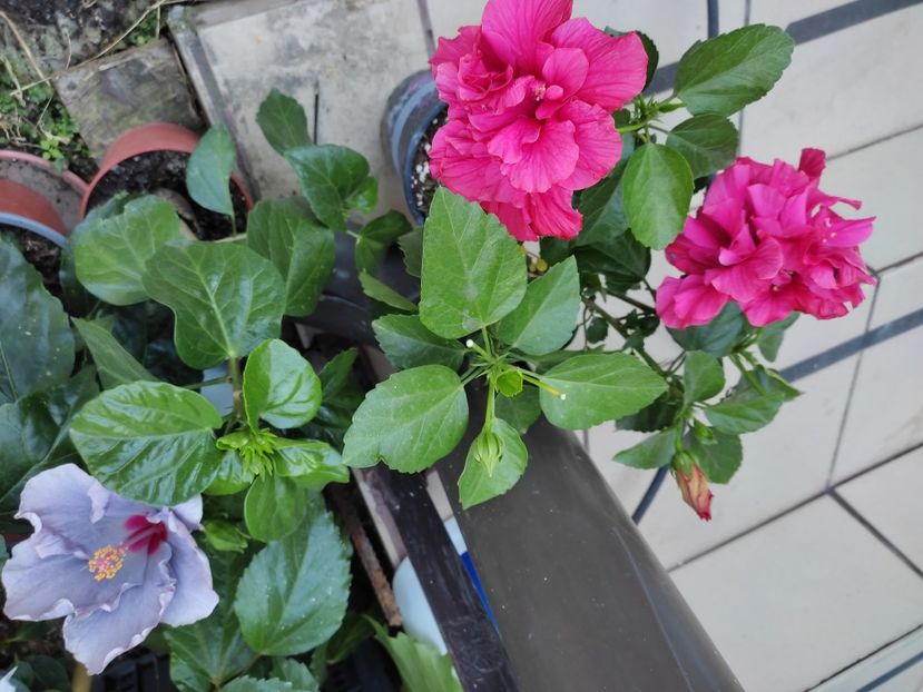  - Hibiscus 4
