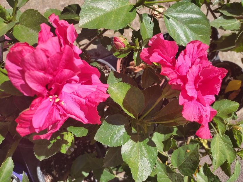  - Hibiscus 4