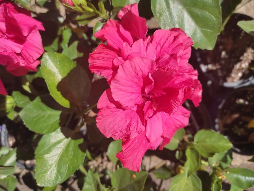  - Hibiscus 4