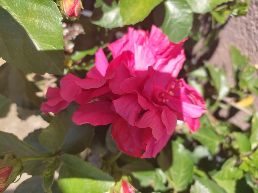  - Hibiscus 4