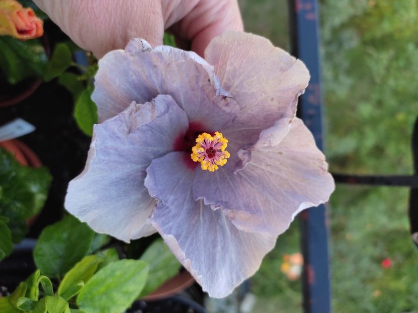  - Hibiscus 4