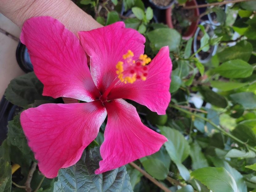  - Hibiscus 4