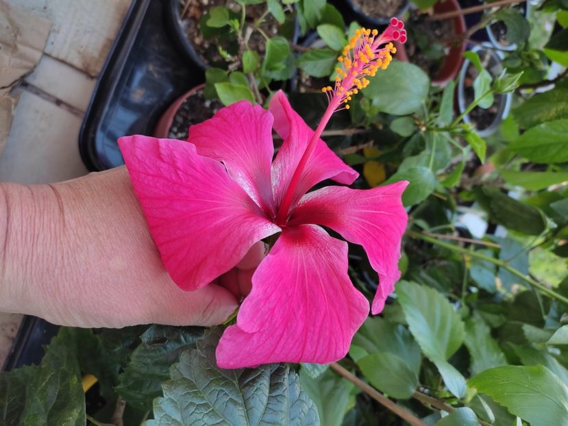  - Hibiscus 4