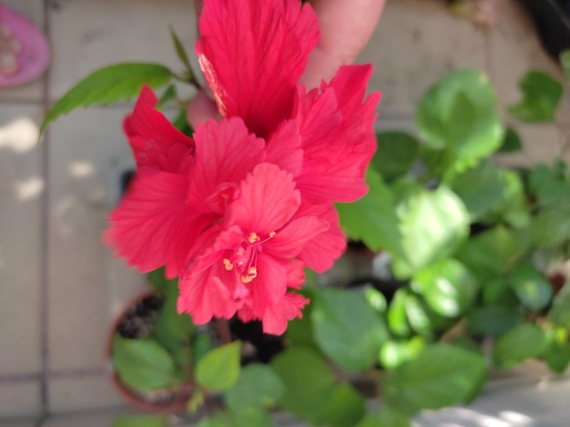  - Hibiscus 4