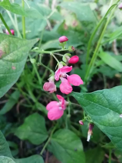  - SEMINTE FASOLE - D 181 BUCKSKIN GIRL