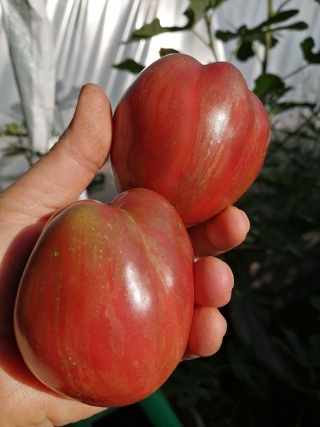  - SEMINTE ROSII - T 634 GREIL DWARF