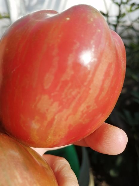  - SEMINTE ROSII - T 634 GREIL DWARF