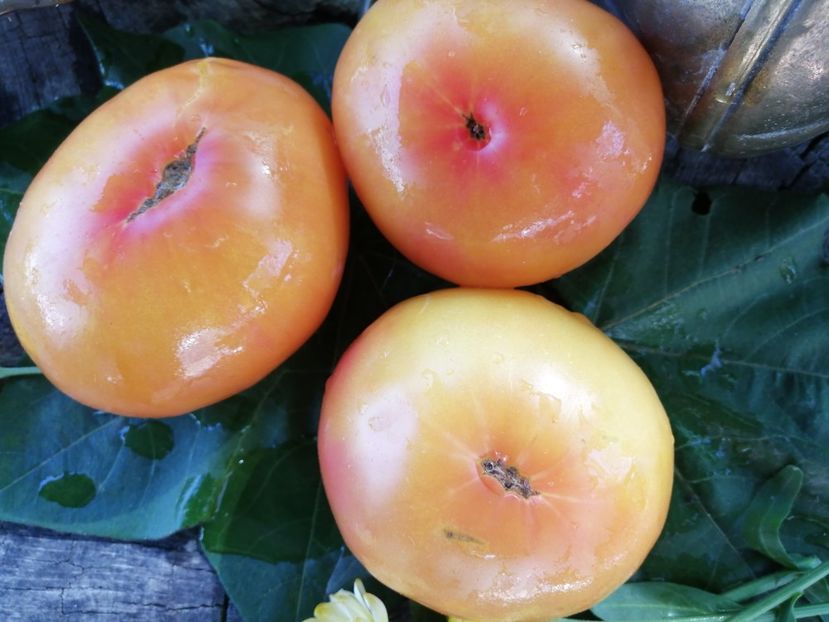  - SEMINTE ROSII - T 744 MOMMOTH GERMAN GOLD