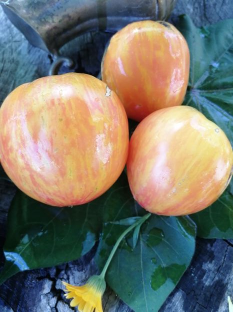  - SEMINTE ROSII - T 733 BLEEDING HEART