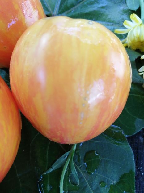  - SEMINTE ROSII - T 733 BLEEDING HEART