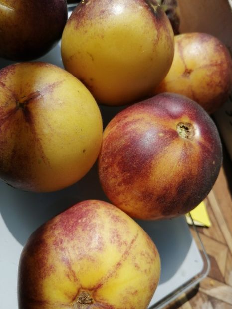  - SEMINTE ROSII - T 758 LITTLE FUZZY BLUE BALLS