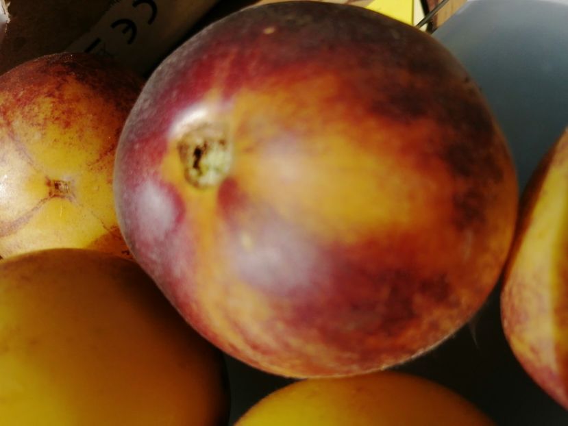  - SEMINTE ROSII - T 758 LITTLE FUZZY BLUE BALLS