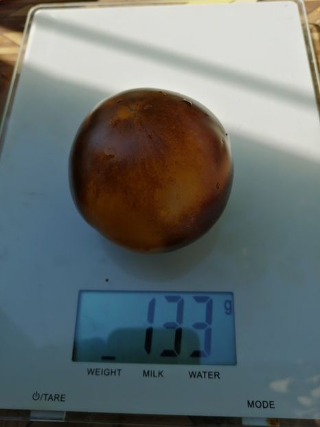  - SEMINTE ROSII - T 749 ELMA BLUE