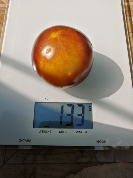  - SEMINTE ROSII - T 749 ELMA BLUE