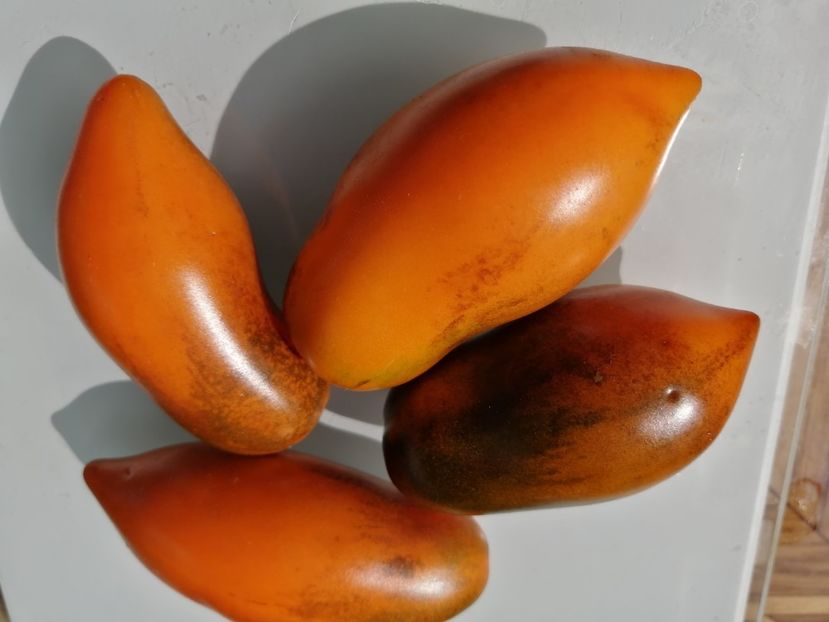  - SEMINTE ROSII - T 778 SUMMER TEMPTATION